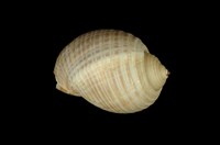 藏品(褐鶉螺)的圖片